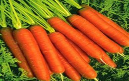 Nhanh tay thổi bay mùi khó chịu trong nhà