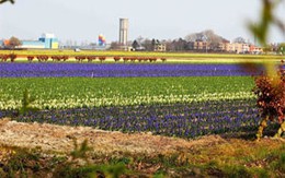 Ngất ngây giữa rừng hoa tulip