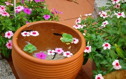 Tạo những góc nhỏ yên bình trong nhà phố 