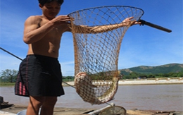Săn cá bạc triệu trên sông