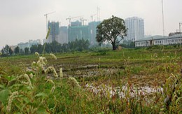 Nước mắt những “đại gia chân đất”