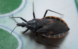 Bọ xít hút máu người liên tục xuất hiện trong nhà dân