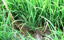 Lạnh người vụ giết hàng xóm rồi cõng xác phi tang