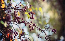 Ăn quả berry dại, thầy tu nude đi lang thang