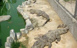 Cá sấu sổng chuồng, đe dọa trường tiểu học