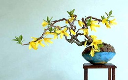 Nam thạc sĩ rình trộm cây cảnh quý của dân