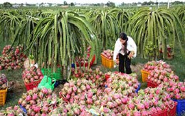 Trồng thanh long lãi 200 triệu đồng/ha
