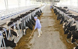Sữa tươi tuyệt hảo nhập nhèm nguồn gốc