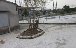 Đêm định mệnh của cô giáo mang bầu qua lời kể của bố chồng