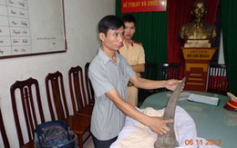 Bắt đối tượng nghi vận chuyển sừng tê giác