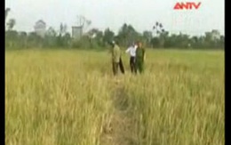 Xác thiếu nữ trong đám cỏ