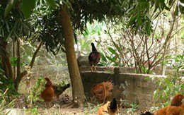 Hà Nội 'săn' 5 triệu gà đồi đón Tết