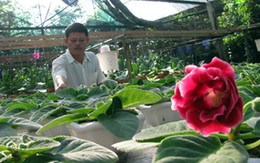Vườn hoa lạ đáng giá ở miền Trung