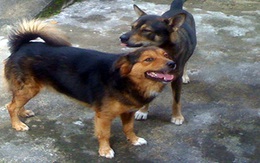 Thả rông chó nơi công cộng, phạt 500 nghìn đồng