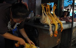 Con đường biến gà “quá đát” thành gà ta