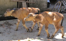 Mang 2 con nghé đến công an tự thú tội lỗi