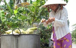 Nông dân khốn đốn vì tin đồn ngô tự chín bằng hóa chất