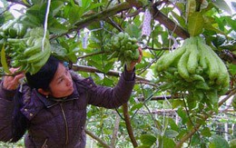 Vườn Phật Thủ… "nghìn tay", giá bạc triệu mỗi quả