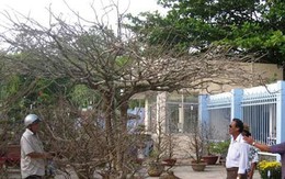 Cây mai ‘phu thê mẫu tử’ giá hơn 200 triệu