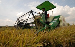 Kiếm 30 triệu/tháng nhờ làm “cò lúa”