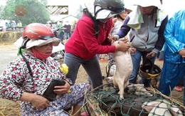 Bế lợn thuê - nghề chỉ có ở Việt Nam?
