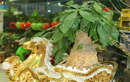 Cây cảnh cho đại gia và dân nghèo đều đắt hàng ngày cận Tết