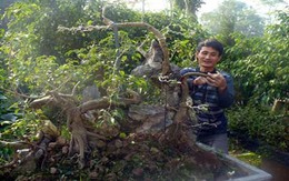 Nghề cắt lá ra tiền và những nhát kéo tiền triệu