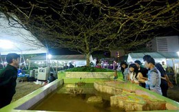 Cây mai bạc tỷ có hình Hoàng Sa, Trường Sa tại Sài Gòn