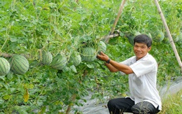 Kiểng rau màu trưng Tết hút hàng vì ăn được