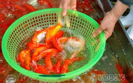 Thu trăm triệu một ngày nhờ bán cá chép ông Công, ông Táo