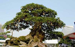 Choáng với bonsai giá bạc tỷ chơi Tết
