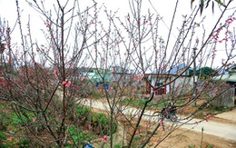 Những cành đào rừng tiền triệu rời núi về xuôi
