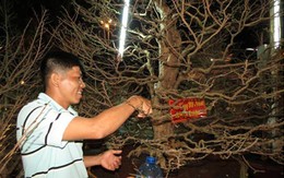 Cây mai 99 năm tuổi, giá gần nửa tỷ đồng