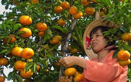 Thu lãi hơn 500 triệu đồng nhờ trồng quýt hồng dịp Tết 