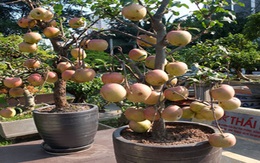 Táo cảnh chơi Tết tiền triệu ở Hà Nội