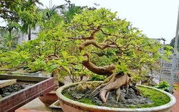 Ngắm cây ổi dáng "rồng bay" giá 150 triệu