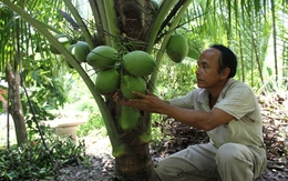 Giống dừa "độc" mỗi quả hàng trăm nghìn đồng