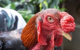 3 triệu đồng/con gà tiến vua, muốn mua phải chờ đến Tết