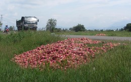 Thanh long rớt giá đổ đầy đường quốc lộ