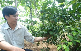 Vườn chanh hoa tím thu trăm triệu của một kỹ sư