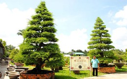 Cặp me 150 tuổi giá trên 4,2 tỷ đồng ở xứ hoa Sa Đéc