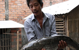 Đổ xô đi xem cá lóc nặng 6 kg