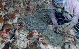 Lại phát hiện 1,3 tấn gà thải loại của Trung Quốc
