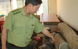 Săn "gỗ lạ" đổi màu từ trắng sang tím, xanh