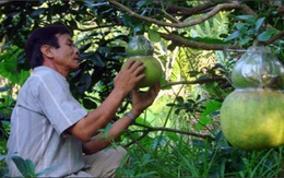 700.000 đồng một quả bưởi đón Tết
