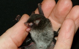 Phát hiện dơi mặt quỷ, ếch kêu như chim ở Việt Nam