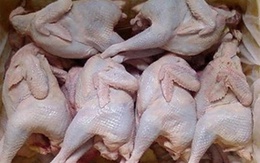 Tồn dư kháng sinh trong gà thải cao gấp 20 lần cho phép