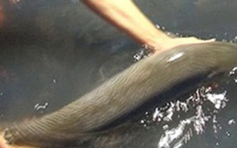 Bắt được 'quái vật vùng Amazon' ở Sóc Trăng