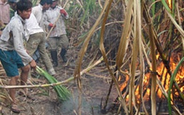 Bí ẩn hàng loạt vụ cháy ruộng mía