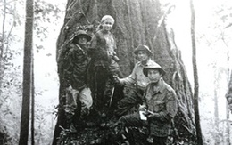 Phát hiện cây pơ mu khổng lồ 